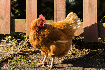 chicken on the farm