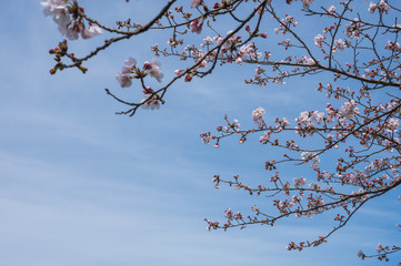 春の川沿いに咲く桜【福岡県行橋市】