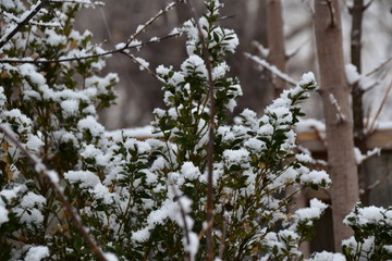 green tree in the snow