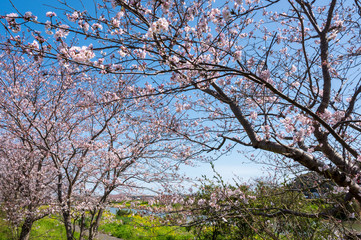 Fototapeta premium 春の川沿いに咲く桜と菜の花【福岡県行橋市】