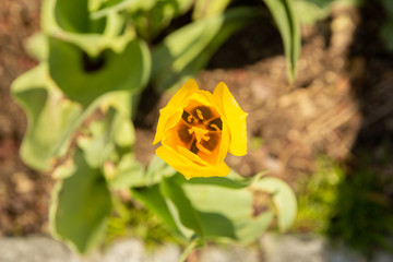 New England Spring Bloom