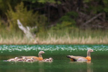 Fototapeta premium family of ducks