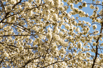New England Spring Bloom