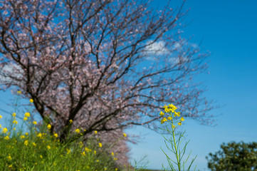 春の川沿いに咲く桜と菜の花【福岡県行橋市】