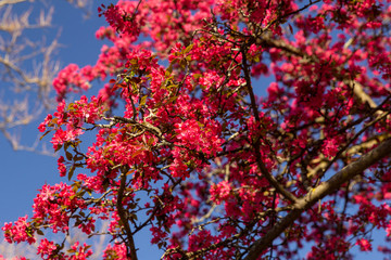 New England Spring Bloom