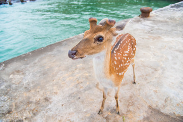 Sika deer who has been following people