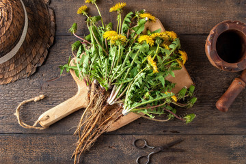 Whole dandelion plants with roots on a table - Powered by Adobe