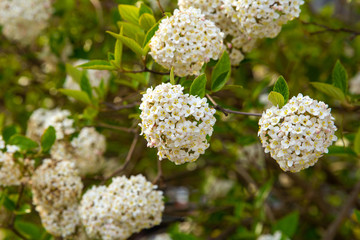 New England Spring Bloom