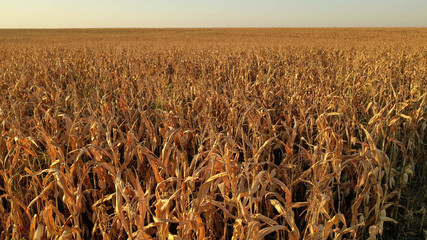 Aerial drone photo showing severe drought conditions affecting the corn crop fields