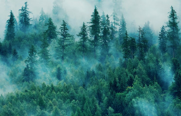 Misty landscape with fir forest. Morning fog in the mountains. Beautiful landscape with mountain...