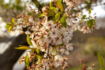 Sunset Cherry Blossom 