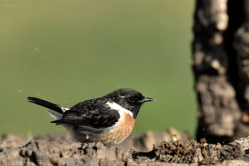 tarabilla macho en el suelo con troncos y fondo verde  (saxicola rubicola) Marbella Andalucía España
