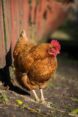 free range chicken