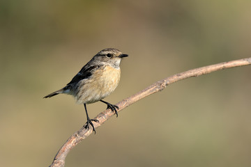 tarabilla europea hembra en una rama con fondo verde  (saxicola rubicola) Marbella Andalucía España