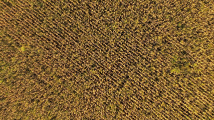 Aerial drone photo showing severe drought conditions affecting the corn crop fields