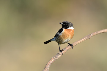 tarabilla macho estática en una ramita con fondo verde  (saxicola rubicola) Marbella Andalucía España