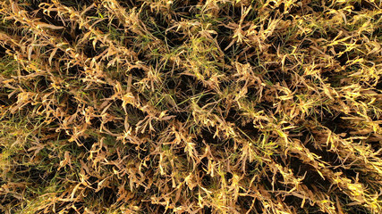 Aerial drone photo showing severe drought conditions affecting the corn crop fields