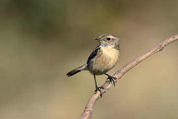 tarabilla en una rama diagonal de un arbusto  (saxicola rubicola) Marbella Andalucía España