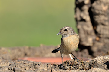 tarabilla europea en un tronco viejo  (saxicola rubicola) Marbella Andalucía España