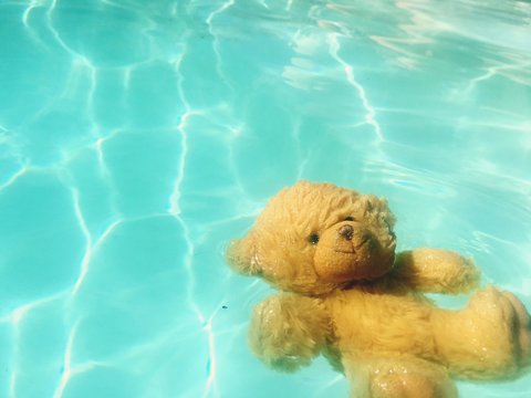 Teddy Bear In Swimming Pool On Sunny Day