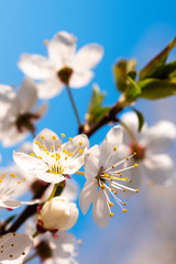 Blossoming of cherry in the spring. Cherry flowers close-up.