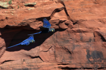 couple of Indigo Macaw (Anodorhynchus leari) flying over the rocky wall of the city of Canudos,...
