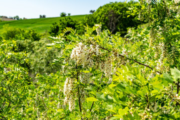 Fototapeta na wymiar Fiori bianchi dell'acacia in primavera