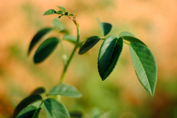 Small stem of green leaves in closeup.