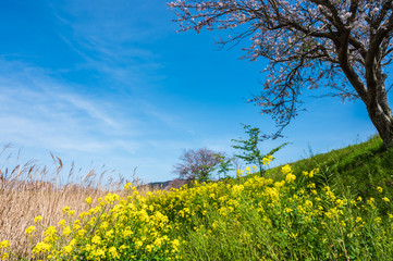 Obraz premium 春の川沿いに咲く桜と菜の花【福岡県行橋市】