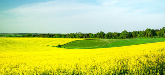 Spring colors with rape field