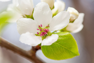 Closeup branch with beautiful blooming pear tree flowers in garden