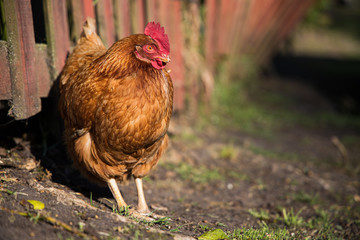 chicken on the farm