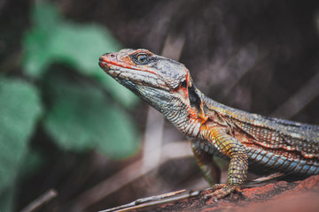 lizard on a tree