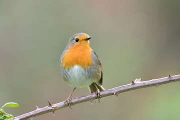 petirrojo posado en una zarzamora (erithacus rubecula) Marbella Andalucía España