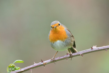 petirrojo posado en una zarzamora con fondo verde   ( erithacus rubecula ) Marbella Andaluc&iacute;a Espa&ntilde;a