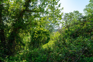 Vegetazione selvaggia in primavera