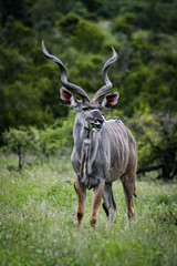 kudu in the savanna