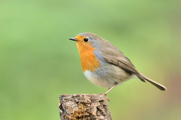 petirrojo en un viejo tronco de encina con musgo   ( erithacus rubecula ) Marbella Andalucía España