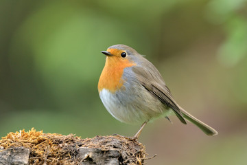 petirrojo europeo en un tronco de encina   ( erithacus rubecula ) Marbella Andalucía España