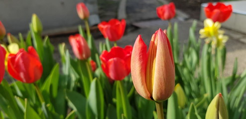 Beautiful buds of red tulips just opening in the morning. Drops of dew cover the plants.