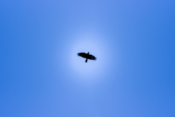 Silhouette of Bird in flight though Blue Sky
