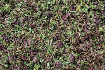 Healthy Origanum vulgare plants. Background of dry wild marjoram flowers. Top view. Herbal medicine.
