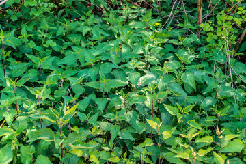 Piante di ortica in primavera