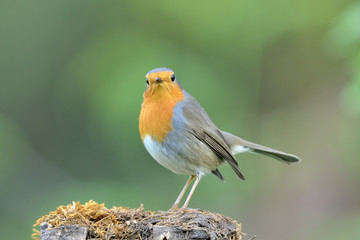 petirrojo mirando de frente sobre un tronco de encina   ( erithacus rubecula ) Marbella Andalucía España