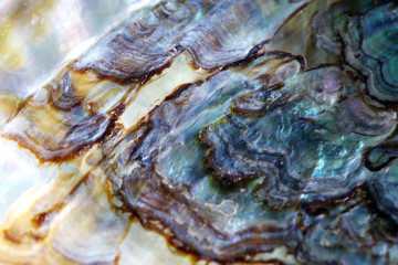Obraz na płótnie Canvas Detail macro of a marine seashell. Amazing colorful shell and luxury pearl texture