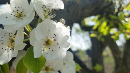 Blossoming apple tree. Beautifully lit by the sun in the courtyard of a rural house.