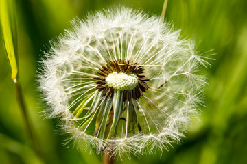 close up dandelion blowball and natural background