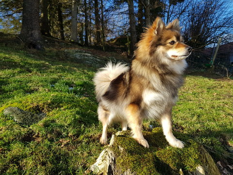 Mittelspitz Tricolor