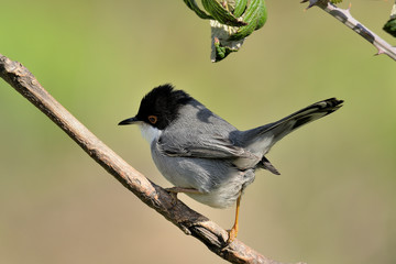 curruca cabecinegra en una rama en el bosque ( sylvia melanocephala) Marbella Andalucía España 