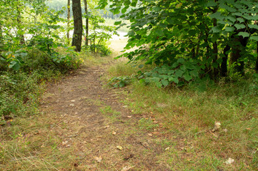 Summer forest. Green grass covers the land